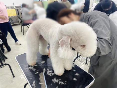 평택애견미용학원 이미지