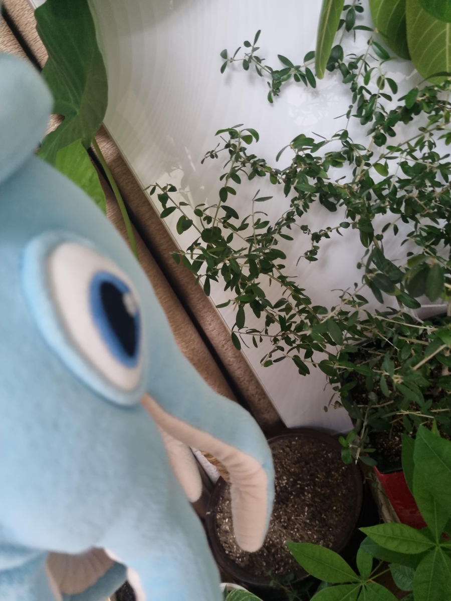 알로카시안 이미지