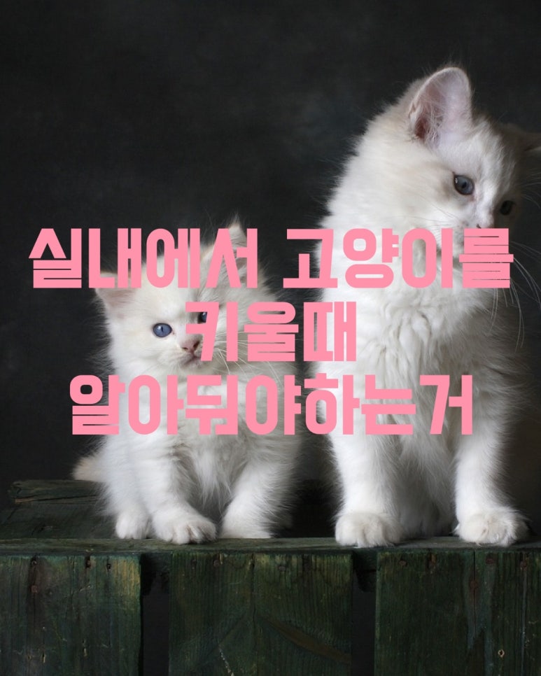 실내에서 고양이를 키울 때 알아둬야하는거