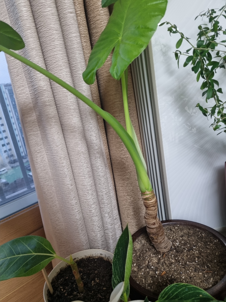 알로카시안 이미지