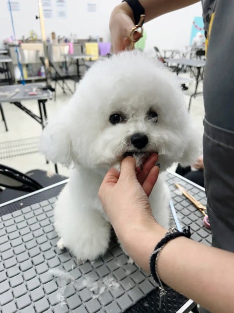 평택애견미용학원 이미지