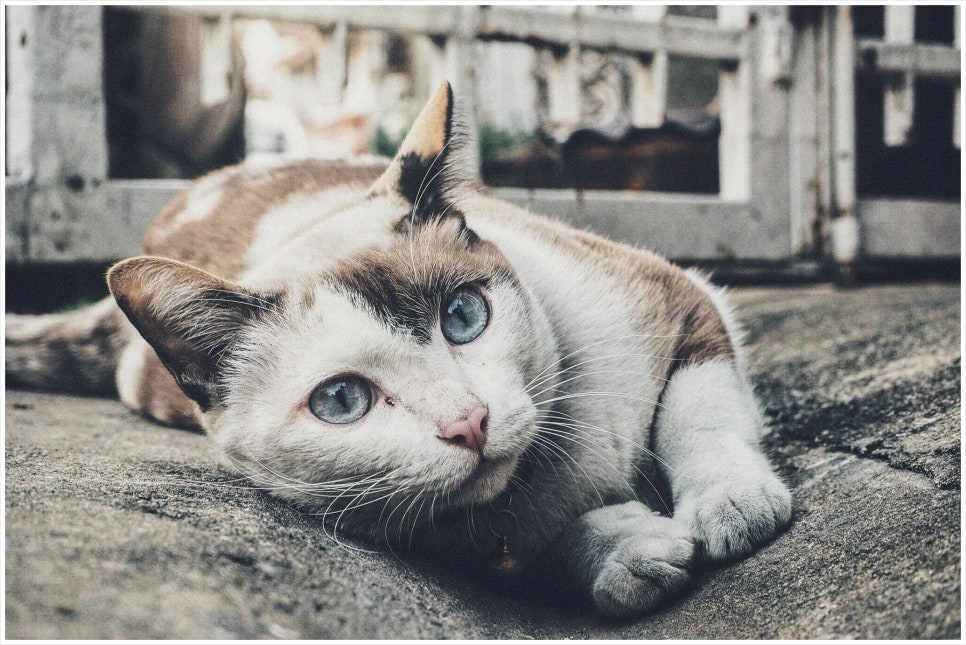 살빠짐 이미지