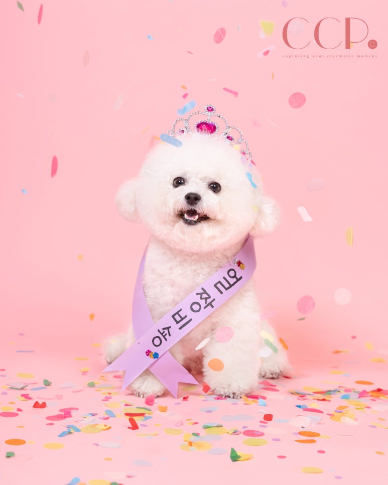 씨씨피스튜디오 이미지