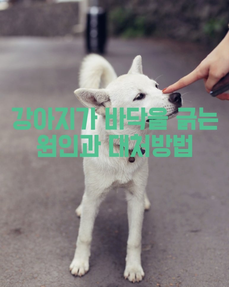 강아지가 바닥 긁는 원인과 대처방법