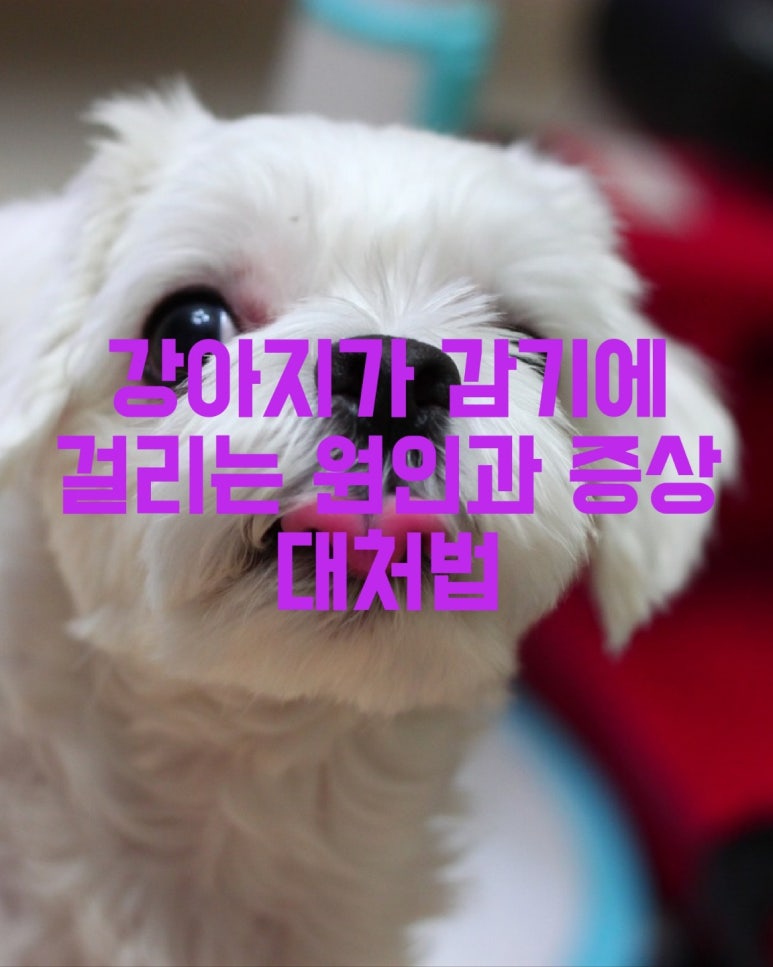 강아지가 감기에 걸리는 원인과 증상 대처법