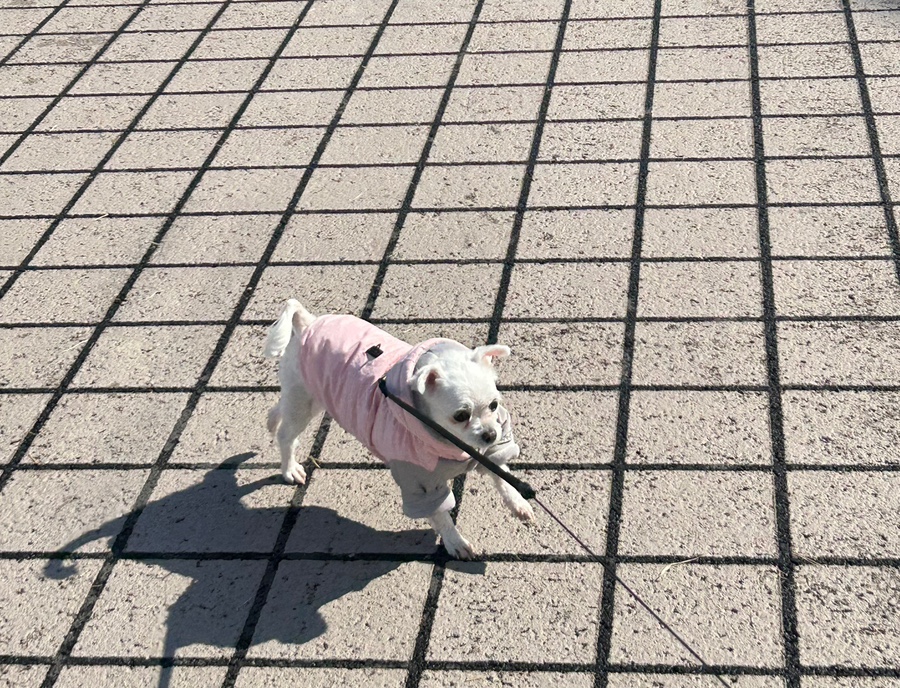 오빠왕닭꼬치 이미지