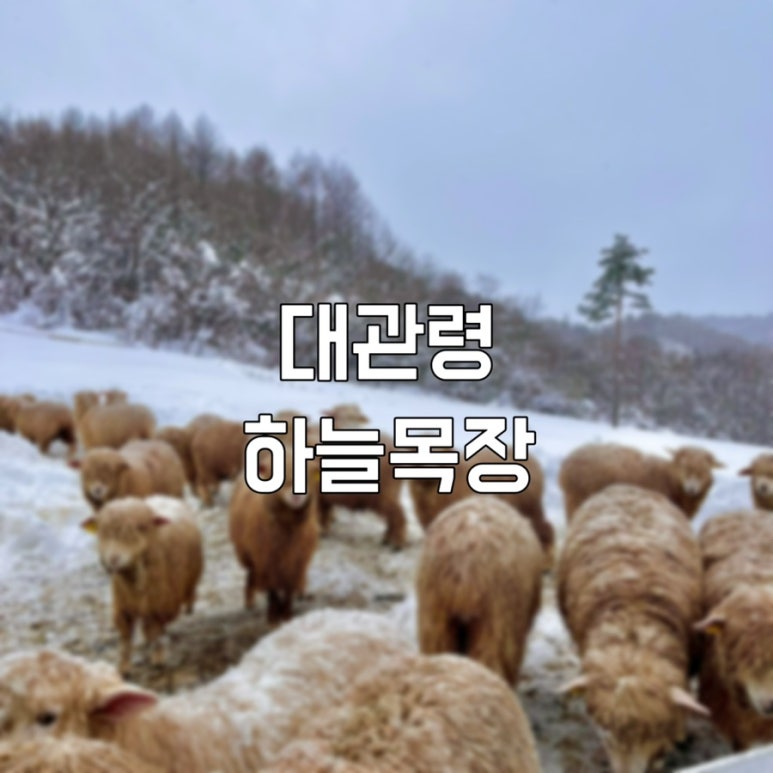 몽블랑스키샵 이미지