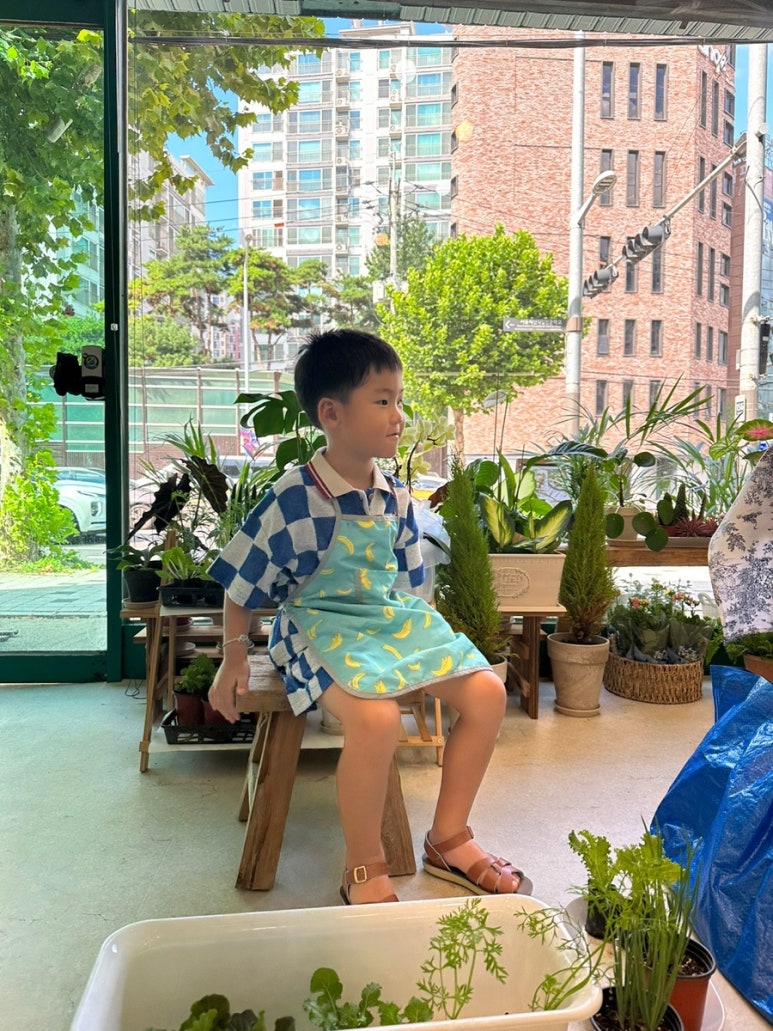 청초화 이미지