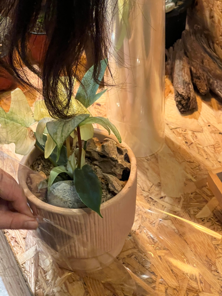 밀림 플랜트 커피 이미지