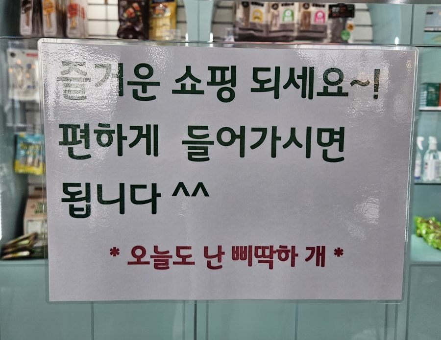김포 애견카페 오늘도 난 삐딱하개: 넓은 운동장과 상주견 — 사진 8