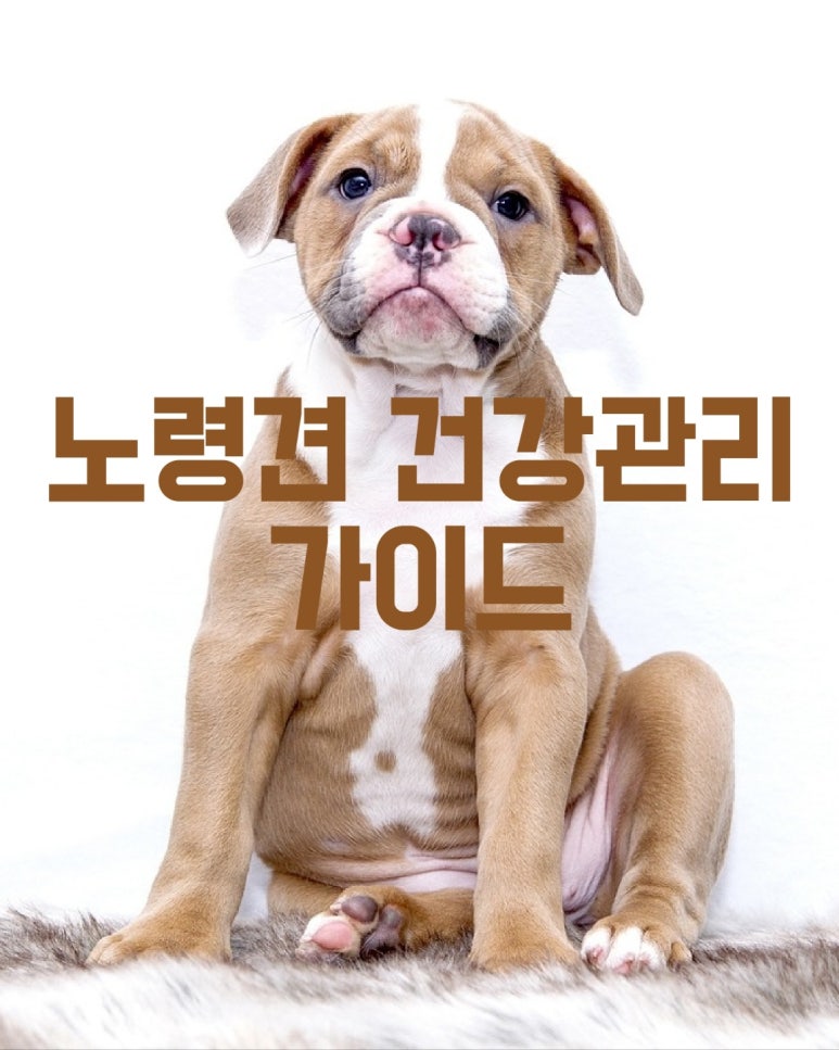 노령견 건강관리 가이드