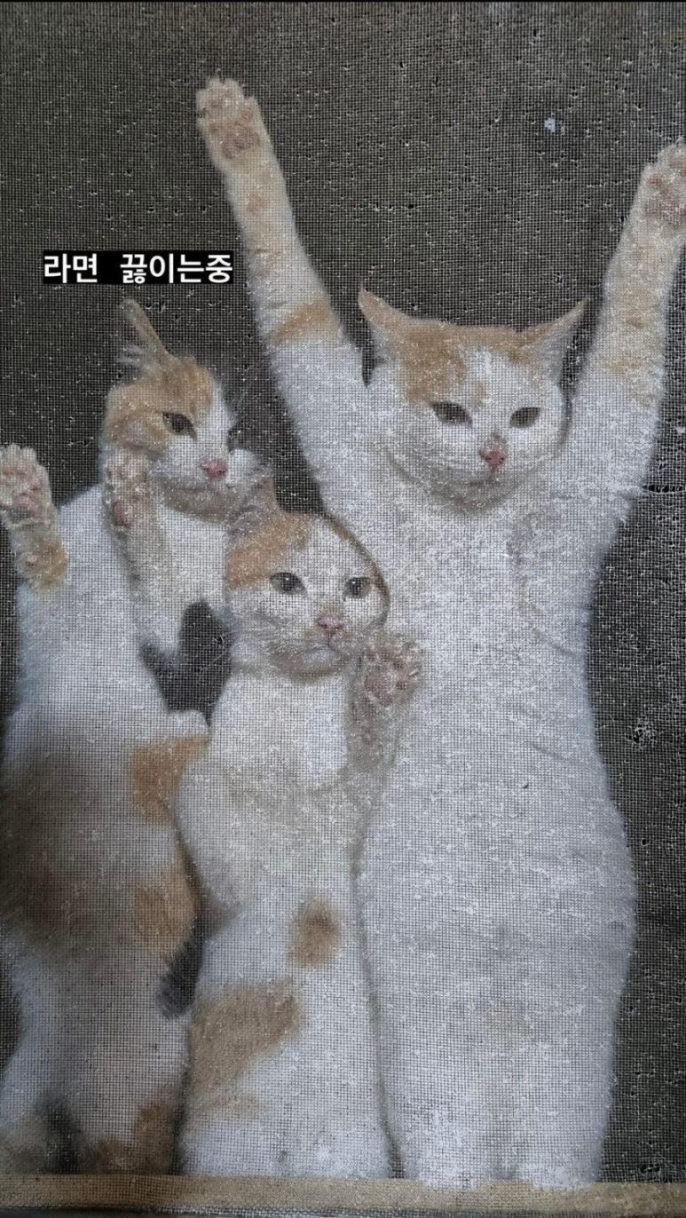 카멜 팩토리 이미지