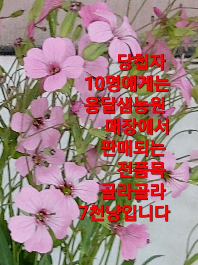 옹달샘cafe 이미지
