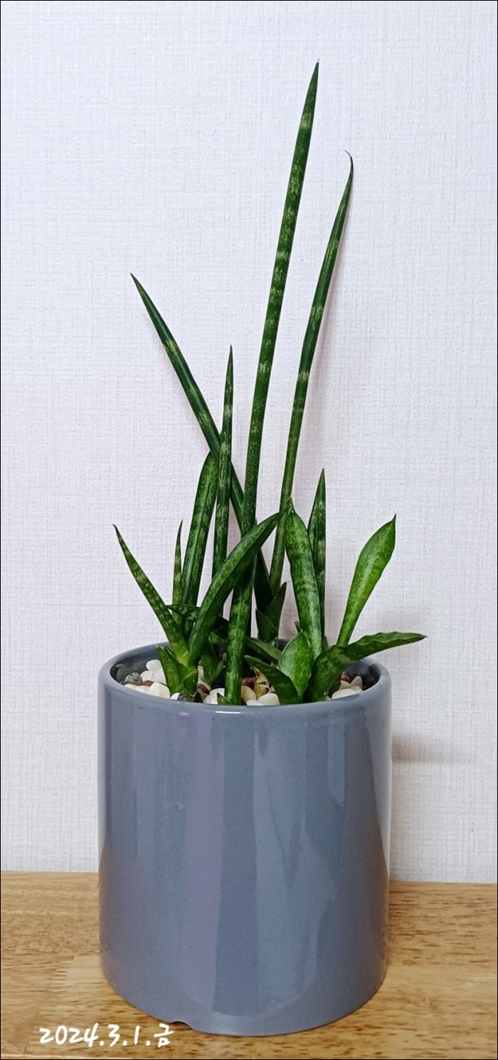 키모주 이미지