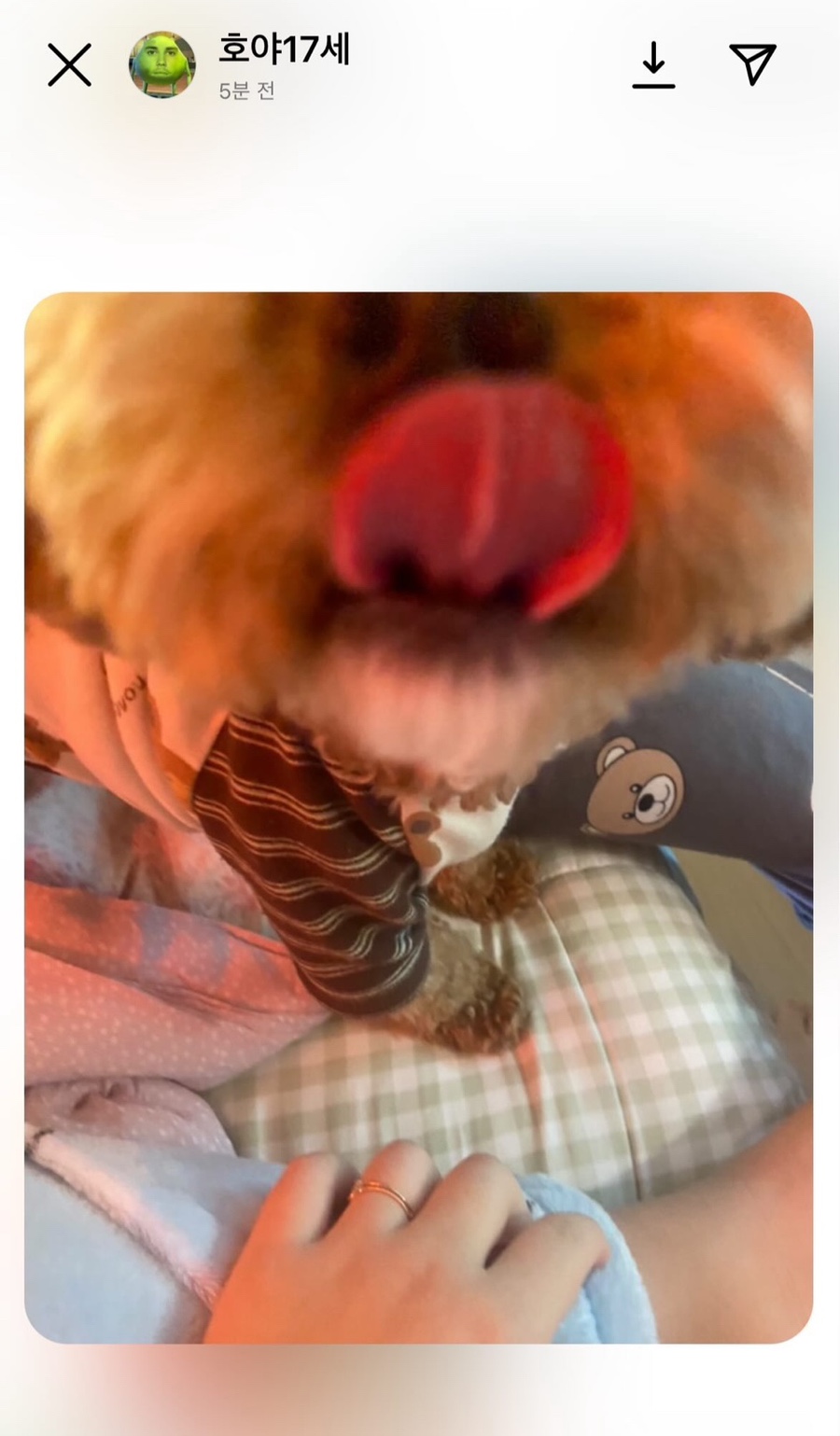 하이탕후루 이미지