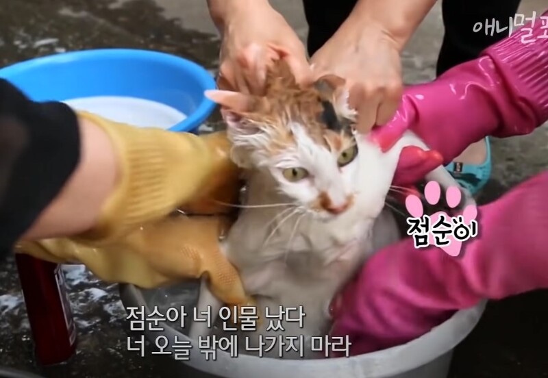 몽향 이미지