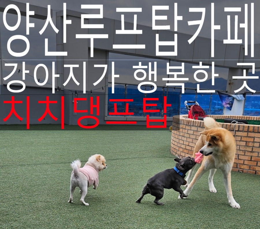 치치댕프탑 이미지