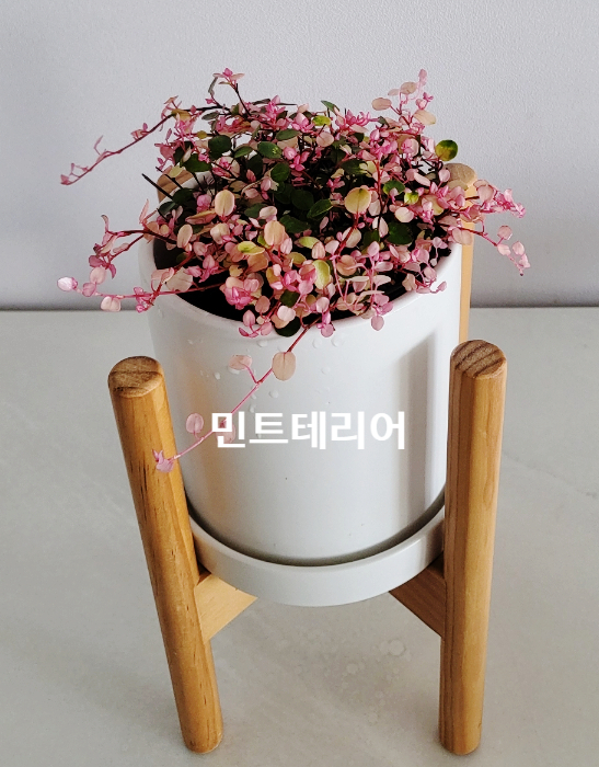 트리안꽃집 이미지