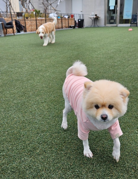 치치댕프탑 이미지