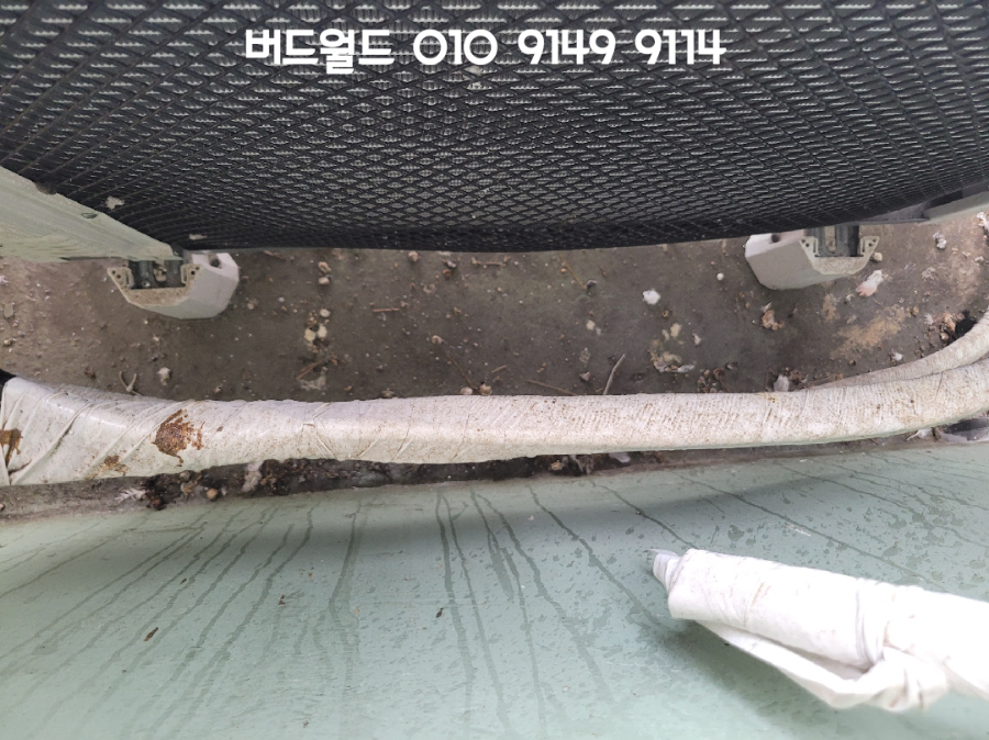 피시쿠스 이미지