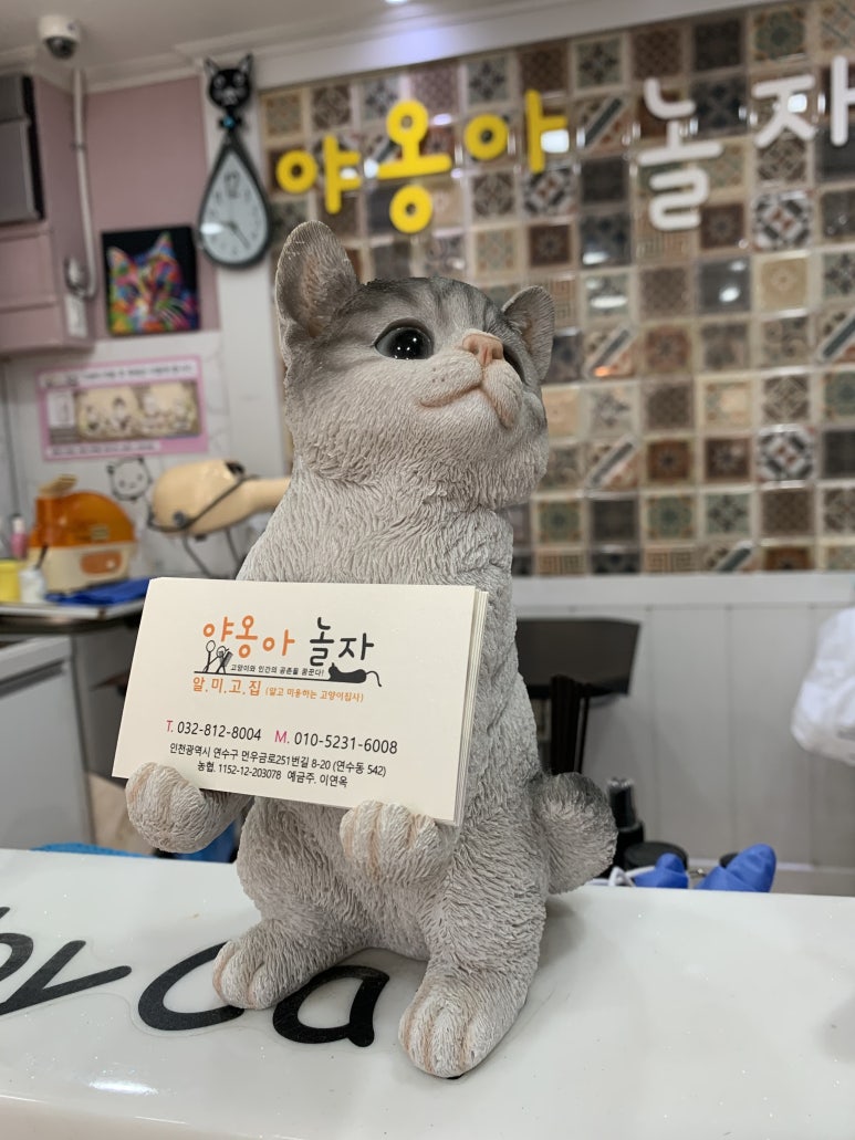 야옹아놀자 이미지