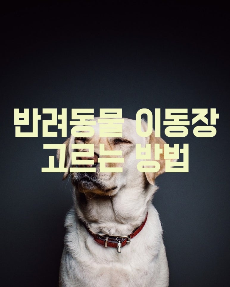 반려동물 이동장 고르는 방법