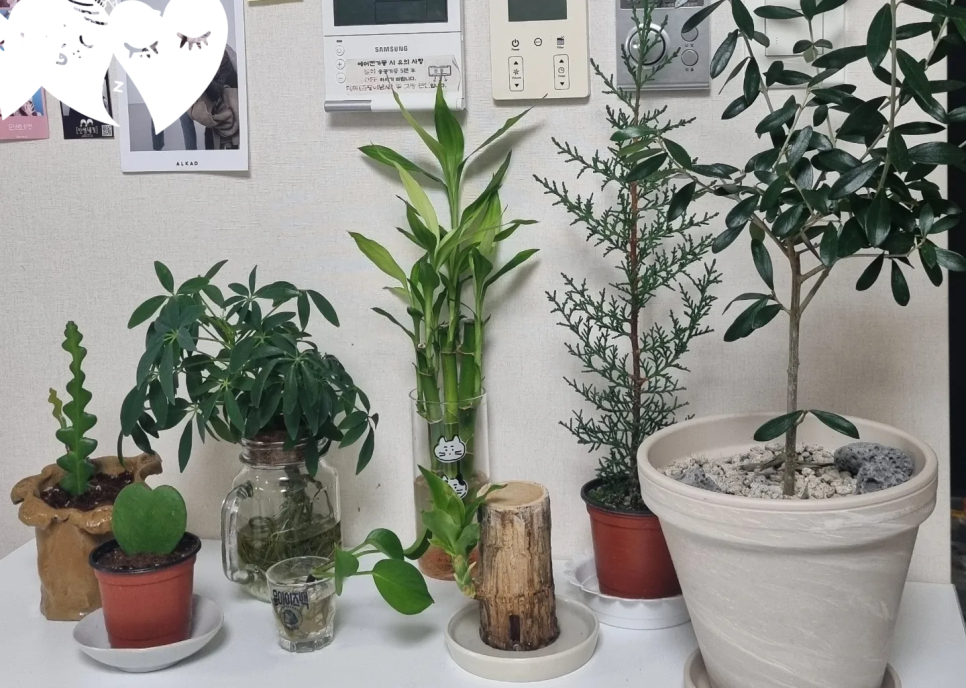 플랜티스트 이미지