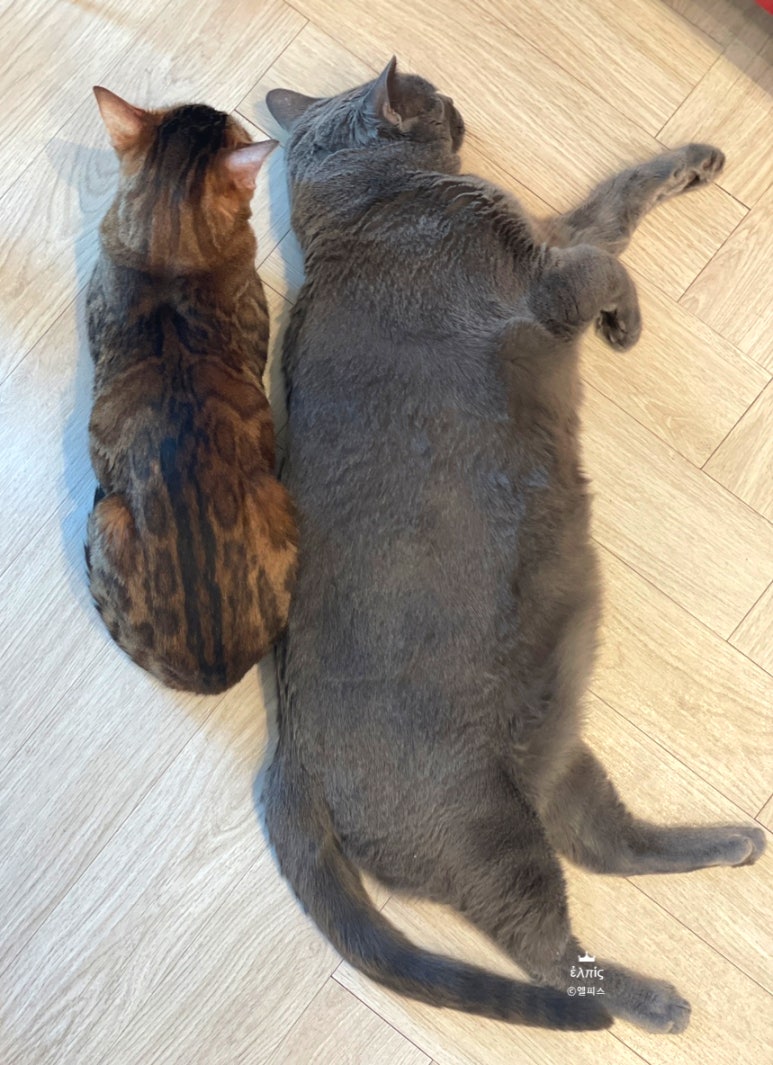 고양이별캣카페 이미지