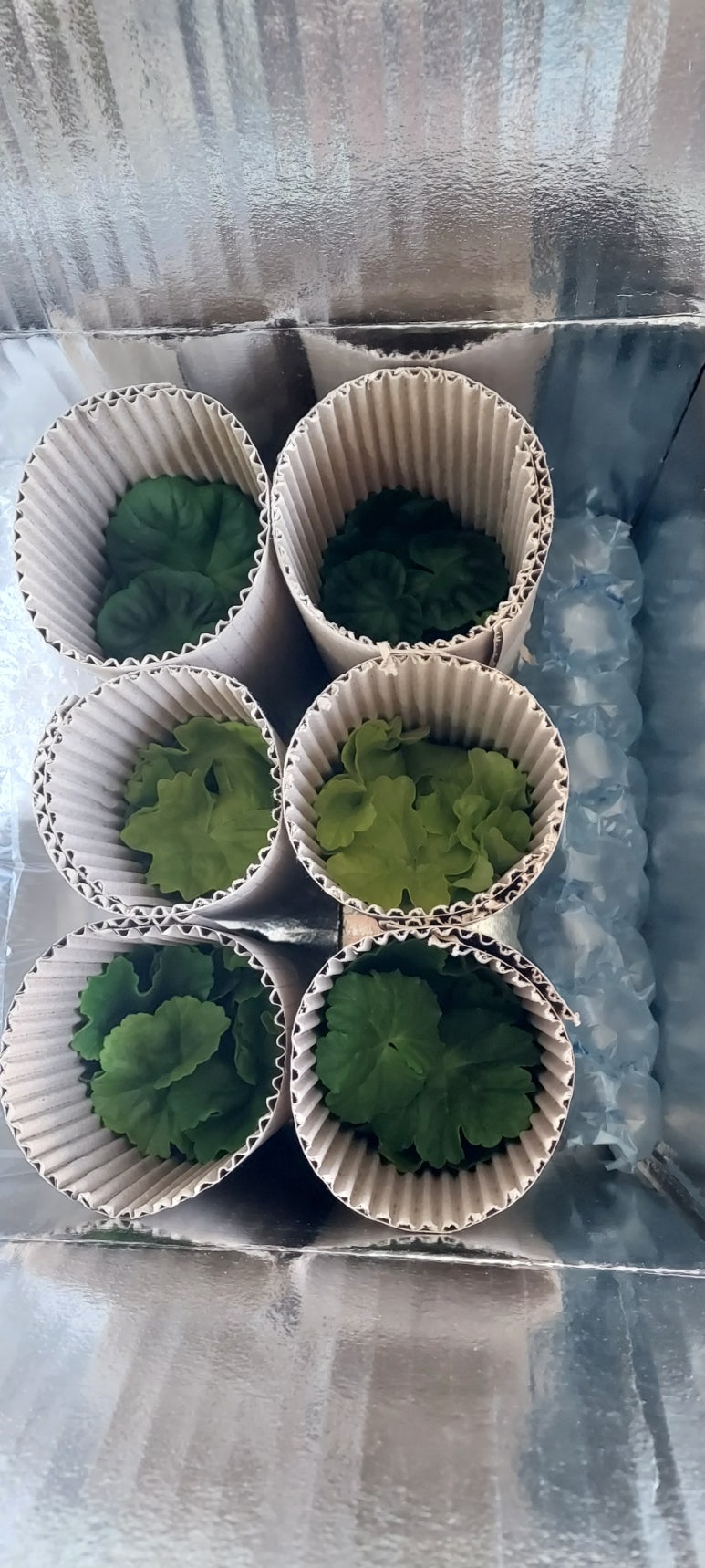꽃쑤니 이미지