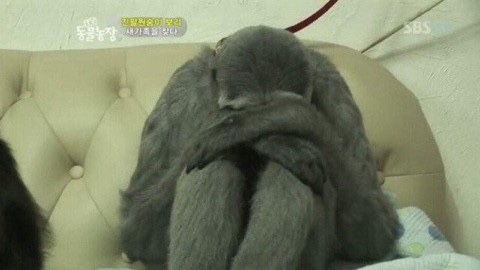 맹글기 이미지
