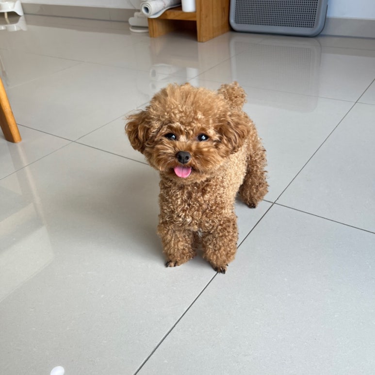 제주애단비유안 사진 3