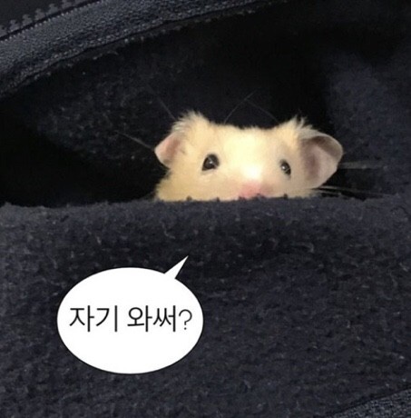 미나리삼겹살 이미지