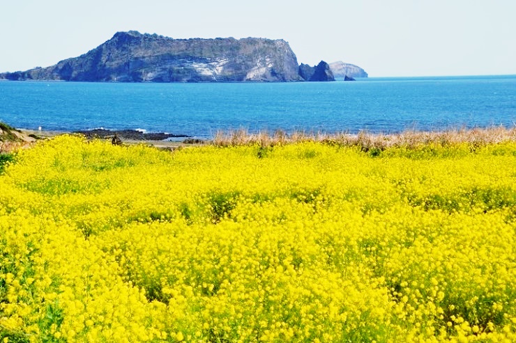 한림꽃농원 이미지