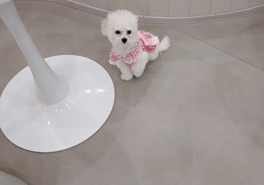 일랑이랑 이미지
