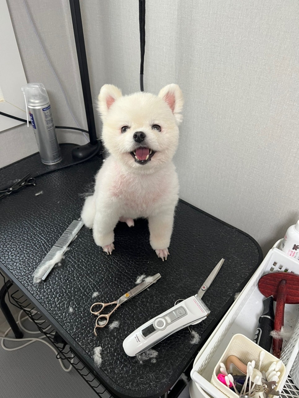 포항애견미용학원 이미지