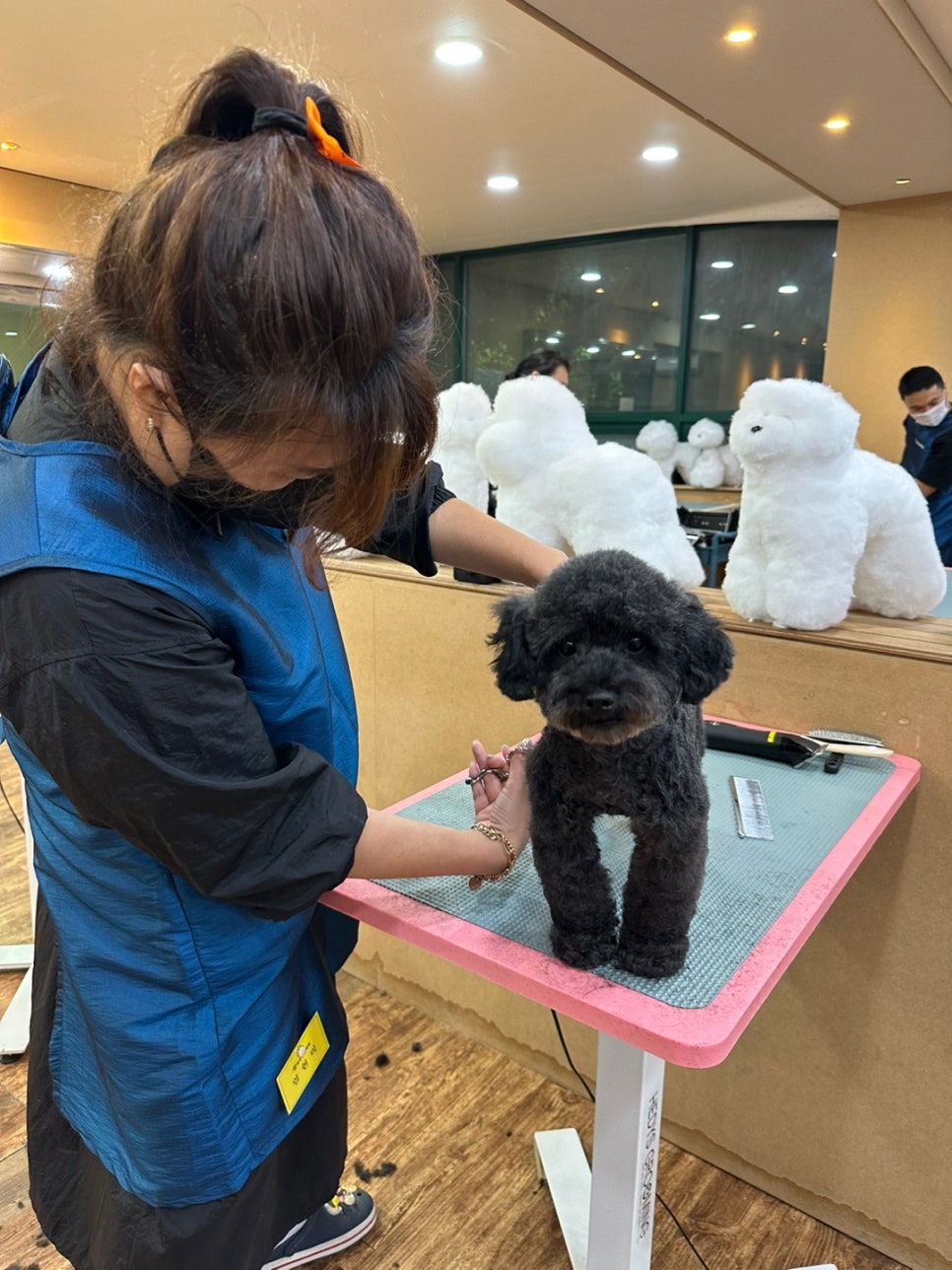 포항애견미용학원 이미지