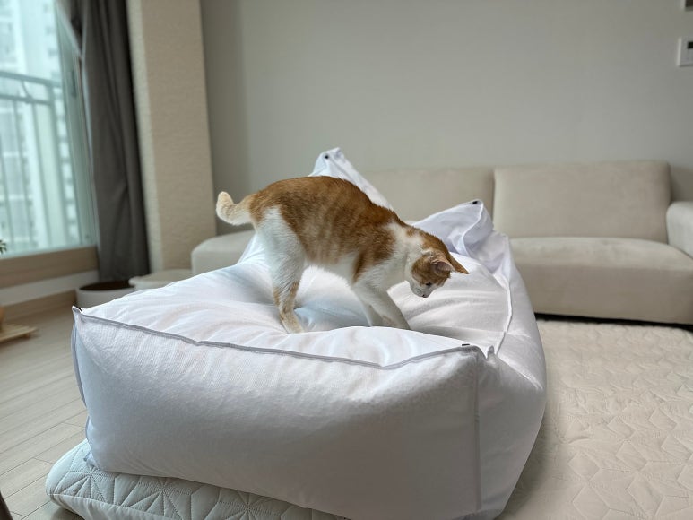 폴리몰리 이미지