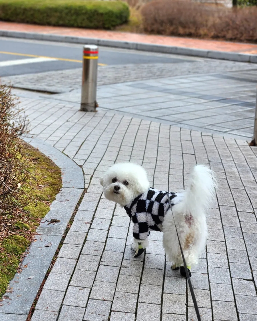 달보드레의달콤한수다 이미지