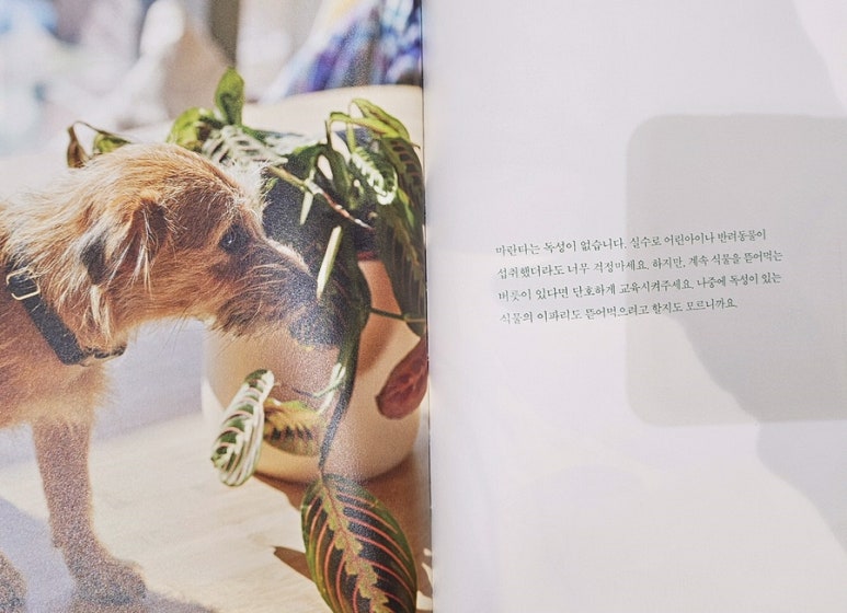 위드플랜츠 이미지