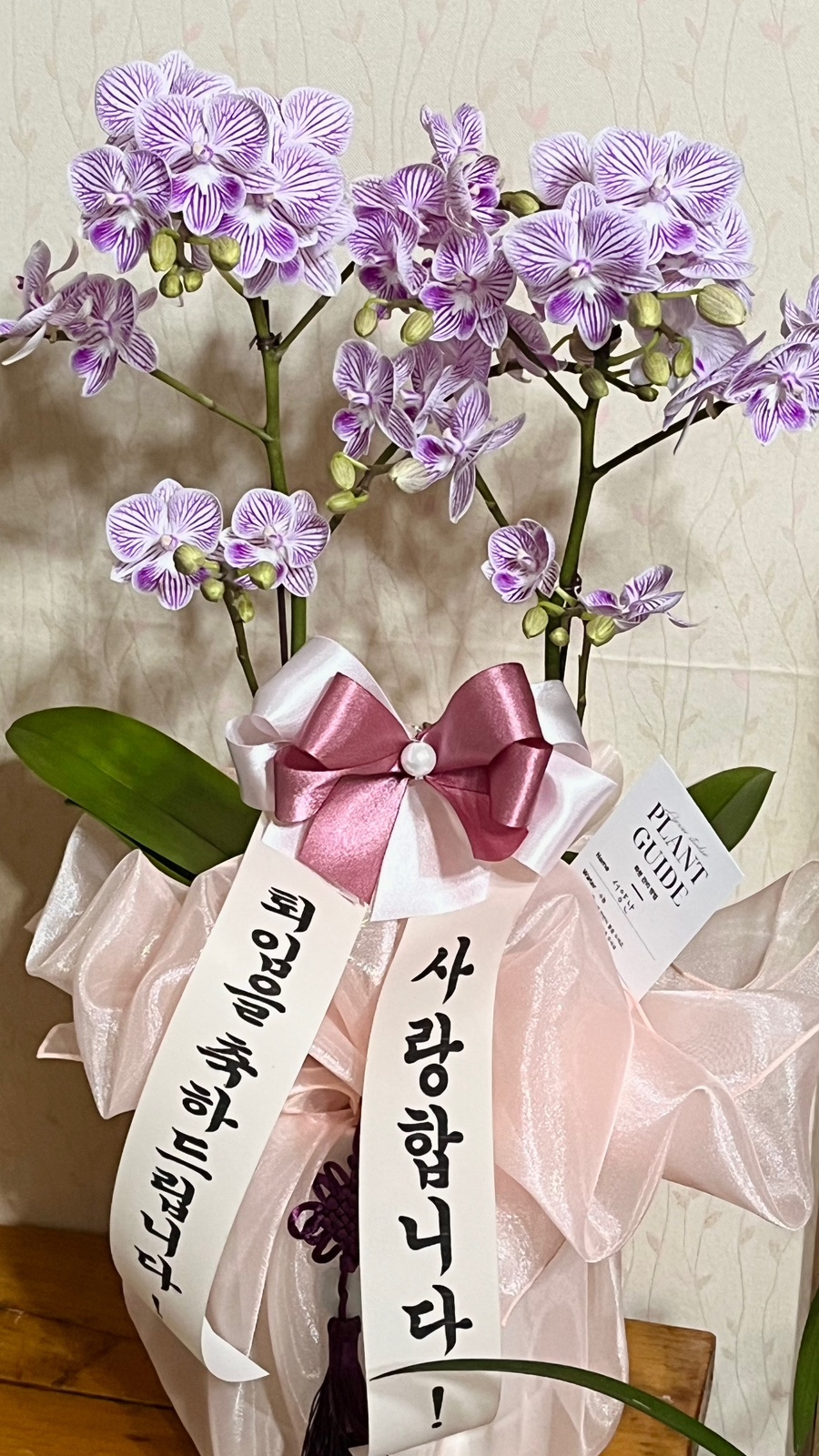 소가화 이미지