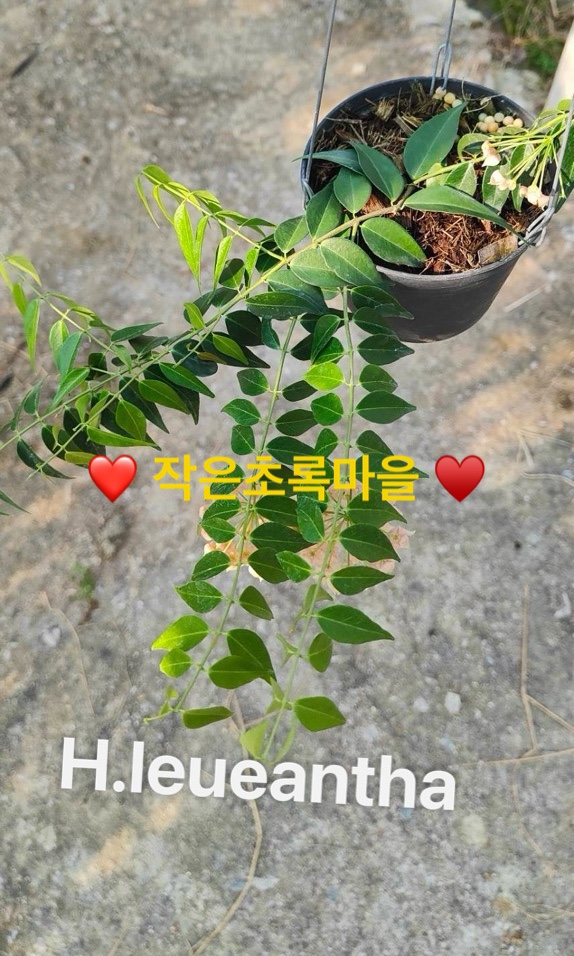 호야루 이미지