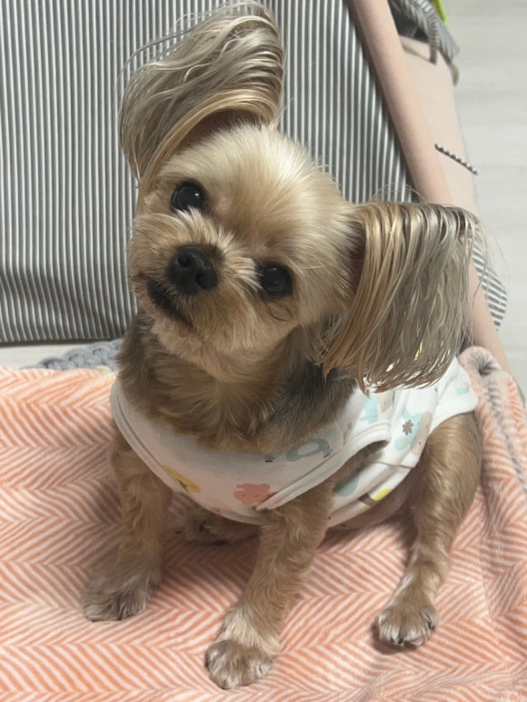 보라정원 이미지