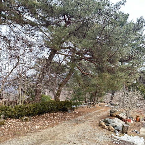 참소나무농원 이미지
