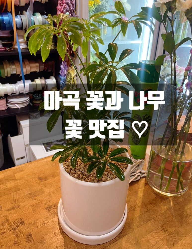 마곡꽃과나무 이미지