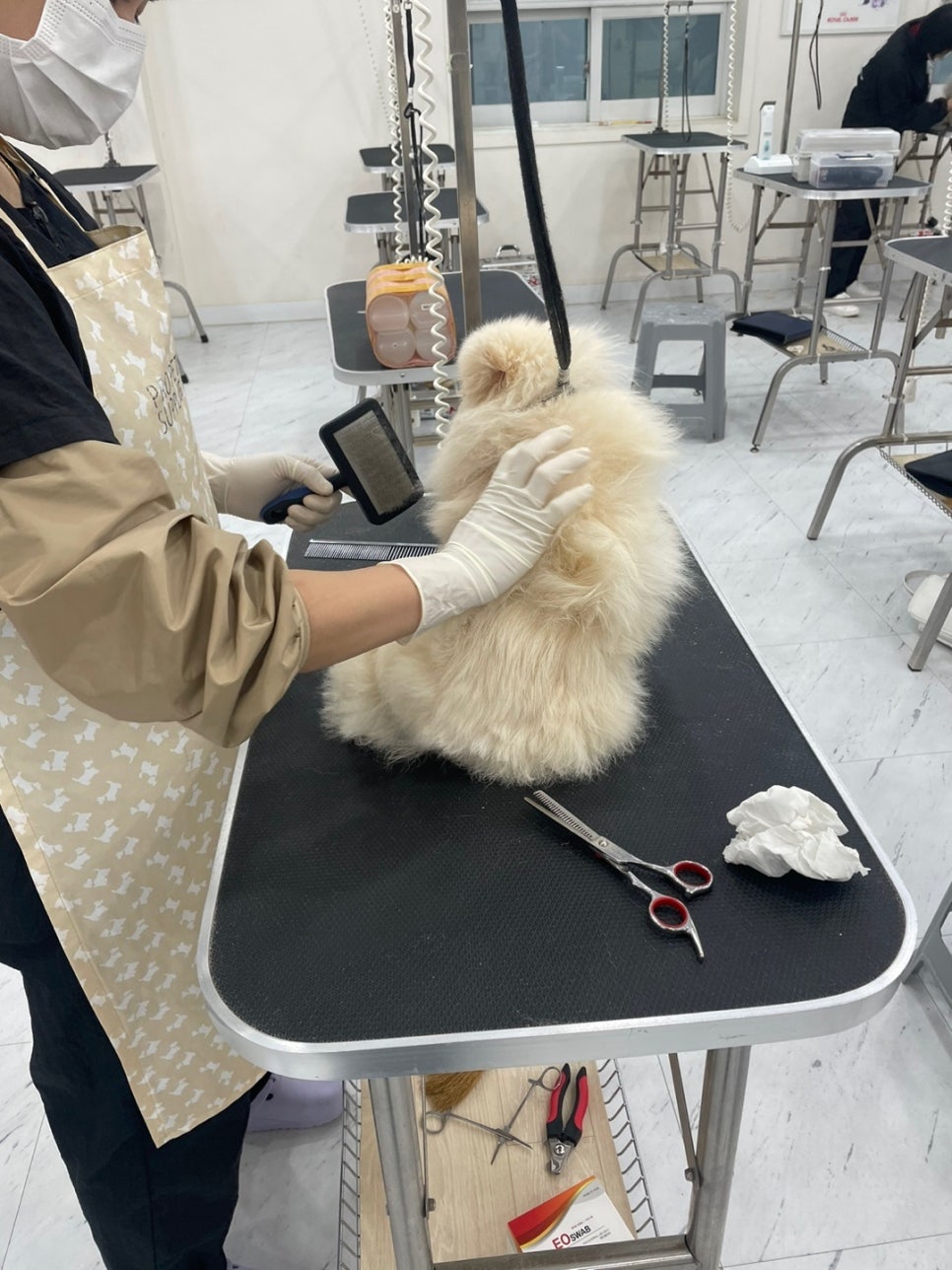 프로펫애견미용학원 이미지