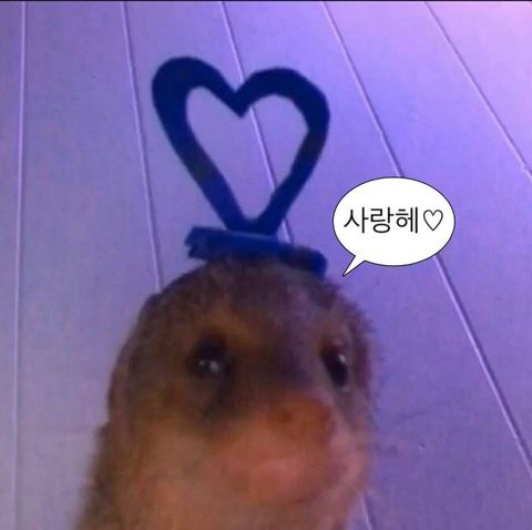 샐러듬뿍 이미지