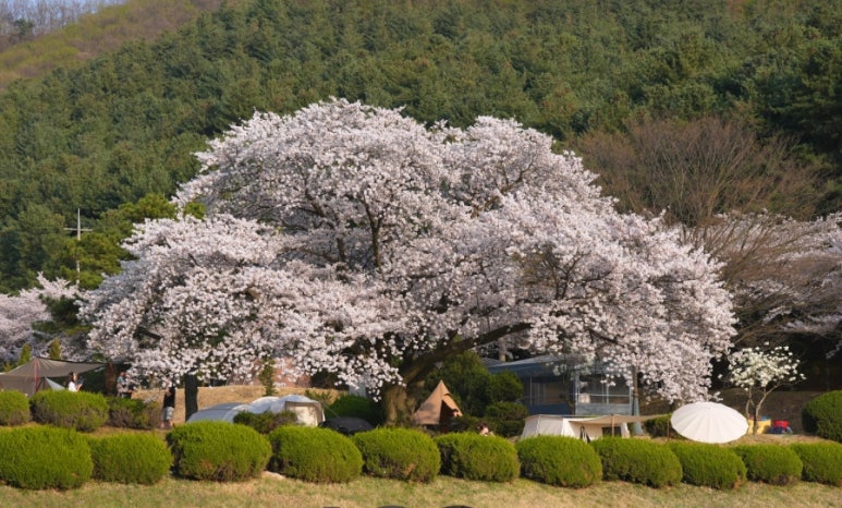 의령칠곡오토캠핑장 이미지