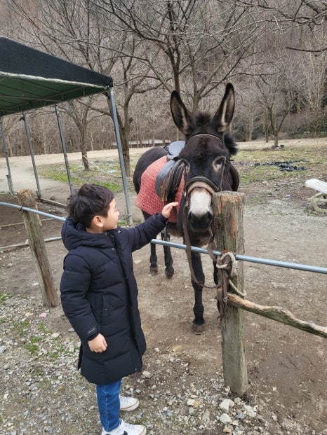 당나귀를부탁해 이미지