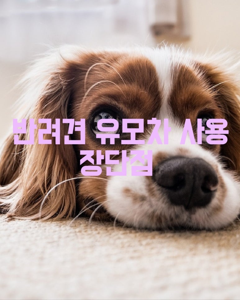 반려견 유모차 사용 장단점