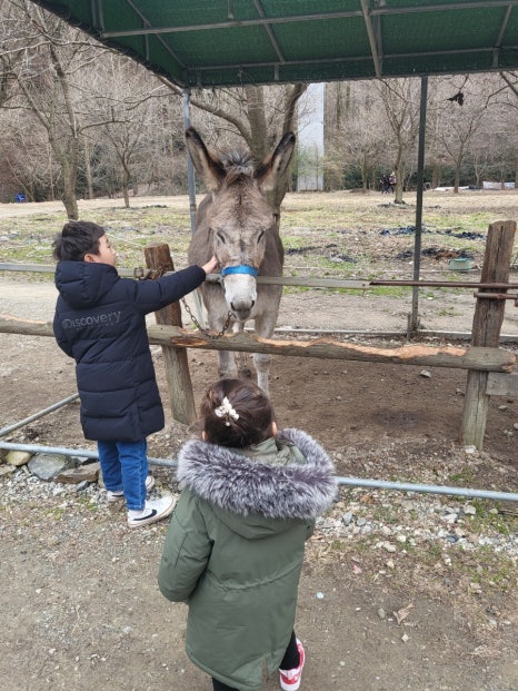 당나귀를부탁해 이미지